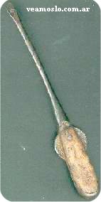 destornillador